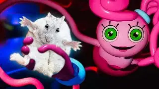 🐹 Hamster Escape The Maze Poppy Playtime Chapter 2 🐹 Poppy Playtime in real life
