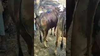Sapi MADURA Jumbo Mulai berdatangan di pasar hewan Menjelang Lebaran Idul Adha 2023-1444 #viral
