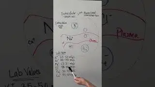 ￼ Fluid and electrolytes #nursing #bsn #futurenurse #electrolytes#nursingnotes#nursingstudent