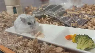 【ハムスター】小屋で寝ているジャンガリアンハムスター【4K】Djungarian hamster sleeping in a hut