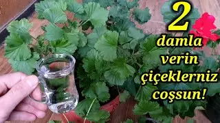 2 DAMLA VERİN çiçeklerniz coşsun😉sadece 2 damla çiçek coşturan kür✅çiçeklernize  birde bunu deneyin✅