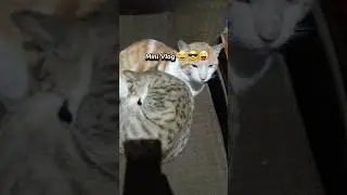My mini vlog #fyp #pakistan #funny