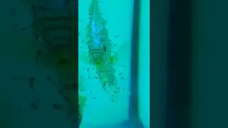 6 days old discus babies #shorts #discus #discusfish #discusninja