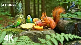 Cat TV Red Squirrel and Budgerigar 🌲🐦 Calm Natural Forest Scene |Relaxing Cat TV🐿️🍁 |4Hours (4K UHD)