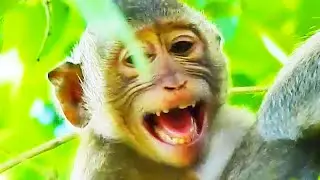 Boom Sound! Ada Monkey Crying Loudly Due Occasion Forever Get Milk Coz Mom On Time New Season...