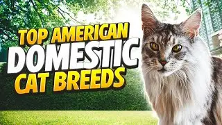 Самые популярные американские породы домашних кошек