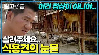 미안해, 너무 늦게 와서... 149마리 식용견 구조의 기록｜세상에 나쁜 개는 없다｜알고e즘