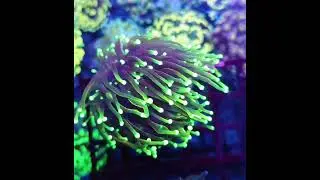 #euphyllia #korallen #reeftank #reefkeeper #aquarium #meerwasseraquaristik #coral
