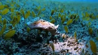 [dive] Macro creatures in Dumaguette, Philippines. #scubadiving #korea #daytrip #comenckorea