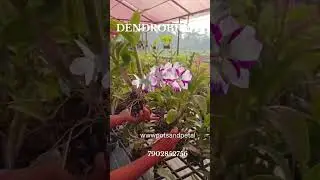 🌸 Dendrobium Orchids &ndash; Matured | Near-to-Bloom Collections 🌸