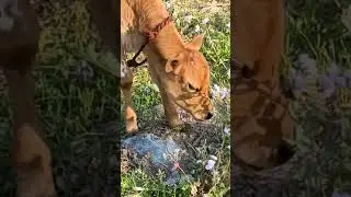 lovely her name is SONARITA 😘😘😘😘#Feeling of animals ❤️