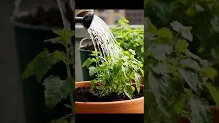 City Homestead | Small Space Gardening in the City #SmallSpaceGardening#UrbanFarming #HomesteadLife