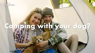 5 Pet Emergencies You Might Face While Camping on Vancouver Island