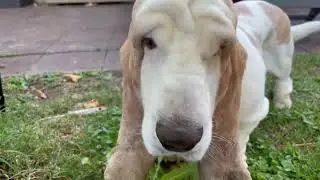 My Basset Hound dog Vincent being hand fed dandelions, like the prince that he is.