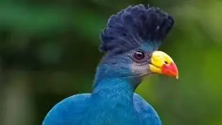 🌿 Beautiful Birds in Nature | Soothing Bird Sounds & Peaceful Scenery for Mind Relaxation