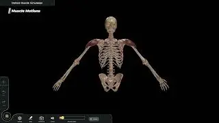 Gross Anatomy - Best Interactive Learning with Cadaviz