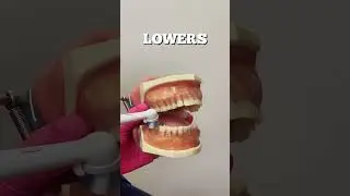 Proper Brushing Technique for National Brush Day! #brushingtips #brushing