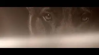 Warrior Dog Foundation