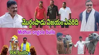 మొర్జంపాడు సీనియర్ విభాగానికి వచ్చిన 5 టాప్ కంపెనీల గిత్తలు వివరాలు