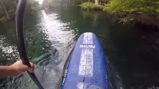 Stand Up Paddling Ichetucknee River, Florida