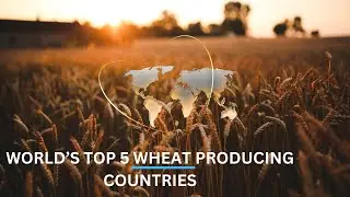World's top 5 wheat-producing countries | Wheat Production by Country 2023| top 5