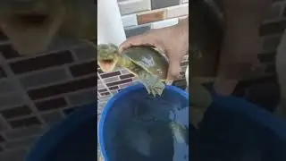 desi indian turtle in home desi kachua