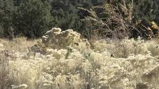 SantaFeAutumn2010