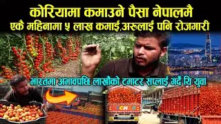 कोरियामा कमाउने पैसा नेपालमै, महिनाको ५ लाख I Tomato farming in Nepal I Tomato shortage in India