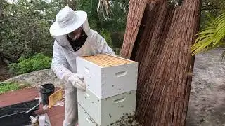 Hive Inspection and Honey Extraction - 1 February 2026