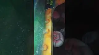🐟🦈 Seaquarium POV - Fantasy Island
