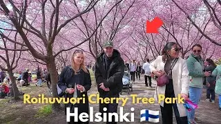 🇫🇮Finland HELSINKI Beautiful🌸Cherry Blossom Tree in  Roihuvuori Kirssikkapuisto Japanese Park