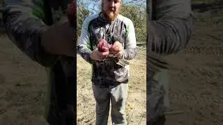 Easiest way to field dress a Grouse! #shorts