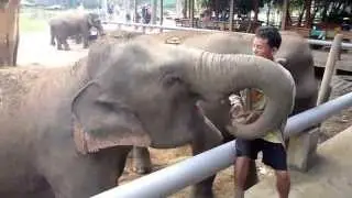 Voyage to Thailand: Elephant Nature Park