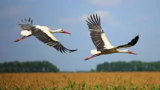 вірш Лелеки