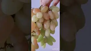 Ripe Grapes 🍇 #fruits