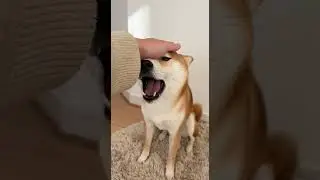 Shiba Does Not Allow Owner to Pet For Free Watch This Cute Standoff #ShibaInu #PetFail #FunnyPets