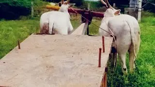 Super Hallikar Bull Pair of Bulls pulling cart of farmer,, Not for sale