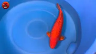 BeniGoi Matsue koi farm 74 cm