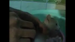 ぶらshiro Baby Cat 1st time take a bath