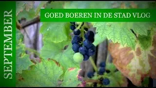 Goed boeren in de Stad vlog 8: LUKT HET OM ZELF ROZIJNEN TE MAKEN (S1/E8)