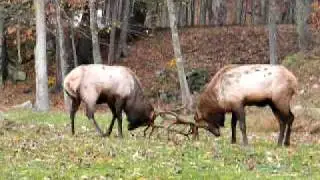 Elk Fight Benezett,Pa