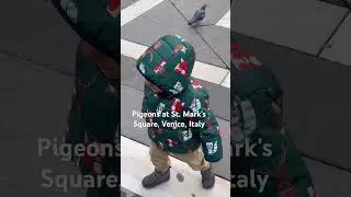 Pigeons at St. Mark's Square,#venice #italy #life #babyfood #babyboy #blw #food #viral #life #baby