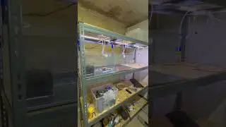 Shrimp Breeding Rack E07 - After LED and Water line instalation.