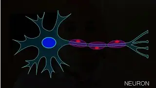 NEURON - Structure Function Definition - Nerve Sensory Motor