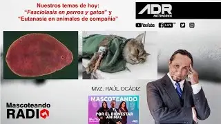 Fasciolasis en perros y gatos y &iquest;Qu&eacute; es la eutanasia?