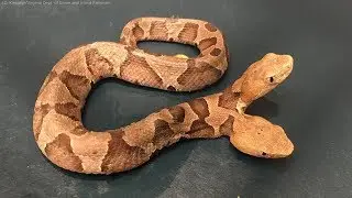 2 HEADED COPPERHEAD FOUND IN THE WILD!!!!!!!!!