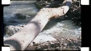 A day at the river- 16mm magazine- new ektachrome 100D
