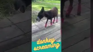 donkey 🐎| donkey screaming | animals |