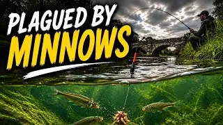 Plagued by Minnows. Can I catch anything Bigger? Coarse fishing the Culm