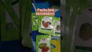 Original Papaya Seeds Available 8859888095 #eastwestpapayaseeds #vnrpapayaseeds#redlady786